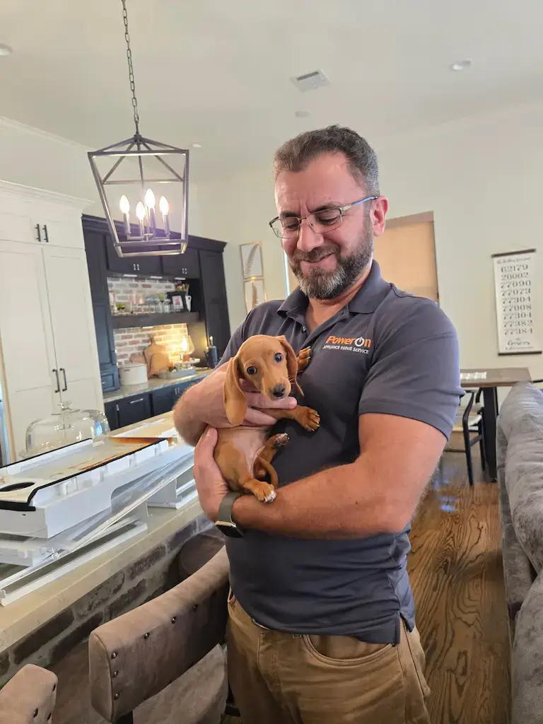 A reddish-brown Dachshund puppy in Shenandoah