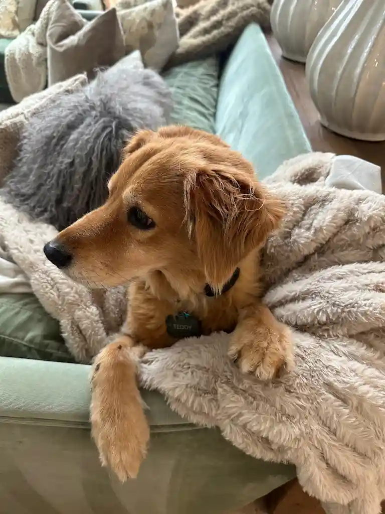 Teddy, a Golden Retriever puppy curled up on a couch